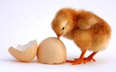 L’œuf et la poule entrepreneuriale